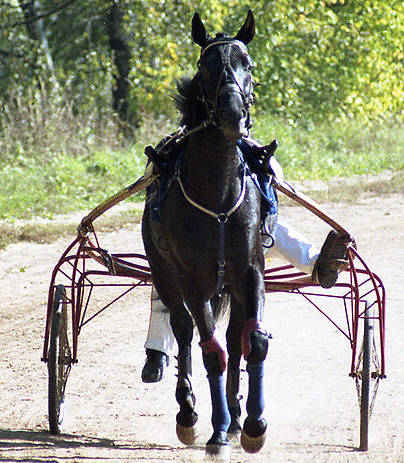 Metis Trotter (Russian Trotter Horse)